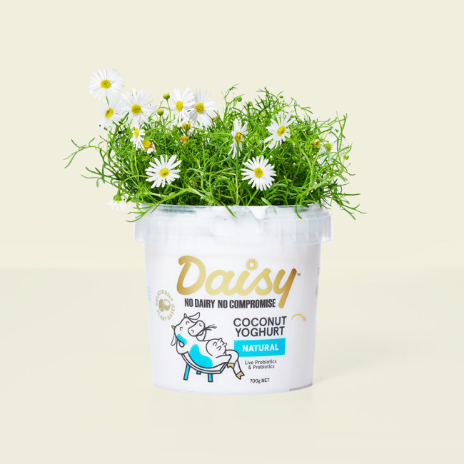 Daisy | It's Daisy, not dairy