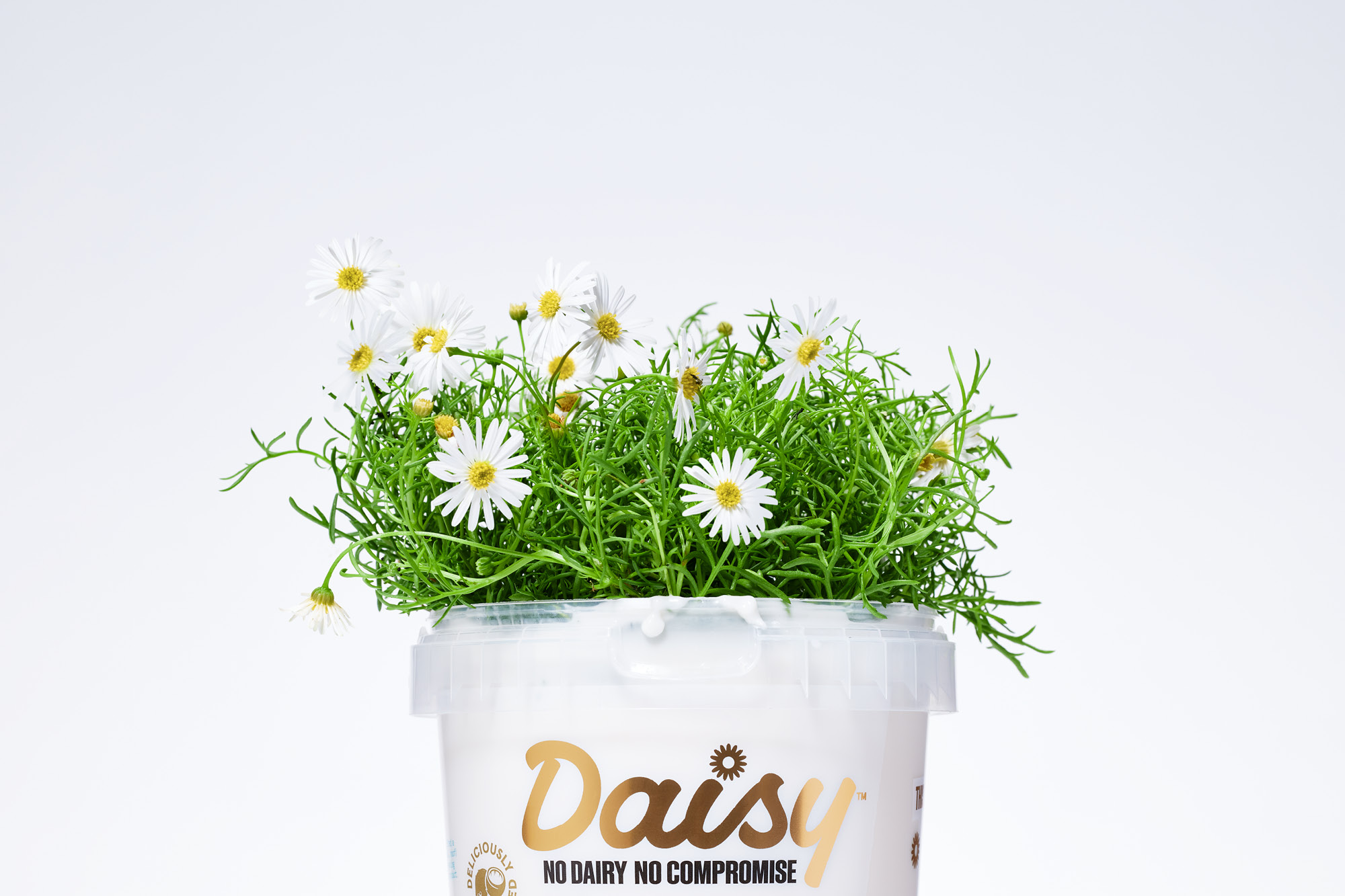 onfire design daisy packaging design branding auckland 4